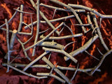 13 Hawthorn Thorns for Rituals and Spellwork