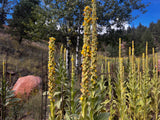Bulk Mullein Flower Stalks Freshly Dried Harvested Organic Chose Sizes Quantity