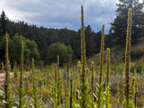Mullein Flower Stalks Dried Freshly Harvested Organic Chose Sizes Quantity