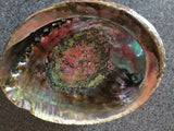 Large Abalone Shell 5-6 Inches