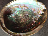 Large Abalone Shell 5-6 Inches