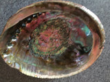 Large Abalone Shell 5-6 Inches