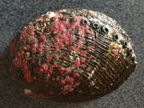 Large Abalone Shell 5-6 Inches