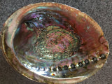 Large Abalone Shell 5-6 Inches