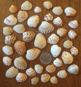 TIny Seashells for craft projects Lot of 20 - Brown and White Arc Shells
