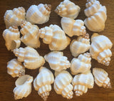 Seashells for craft projects Lot of 20 - Beautiful Cancellaria Shells