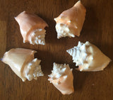 Large Haitian Fighting Conch Sea Shells - Lot of 5 Shells