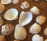 TIny Seashells for craft projects Lot of 20 - Brown and White Arc Shells