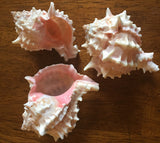 Large Pink Murex Sea Shells- Lot of 3 Shells