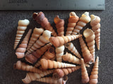 Bulk Medium Turretella Sea Shells for Crafts