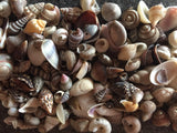 Tiny Sea Shell Mix for Crafts