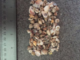 Tiny Sea Shell Mix for Crafts