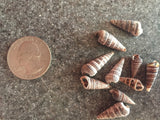 Tiny Rhinoclavis Shells for Crafts