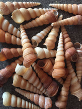 Bulk Medium Turretella Sea Shells for Crafts