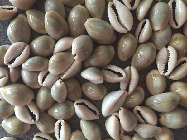 Ringtop Cowrie Sea Shells for craft projects Lot of 20
