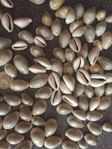 Ringtop Cowrie Sea Shells for craft projects Lot of 20