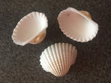 Sea Shells for craft projects Lot of 20 - Beautiful White Arc Shells