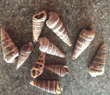 Tiny Rhinoclavis Shells for Crafts