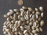 Ringtop Cowrie Sea Shells for craft projects Lot of 20