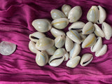 Ringtop Cowrie Sea Shells for craft projects Lot of 20