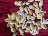 Money Cowrie Sea Shells for craft projects Lot of 20
