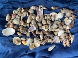 Tiny Sea Shell Mix for Crafts