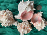 Large Pink Murex Sea Shells- Lot of 3 Shells