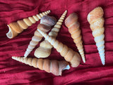 Bulk Medium Turretella Sea Shells for Crafts