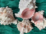 Large Pink Murex Sea Shells- Lot of 3 Shells