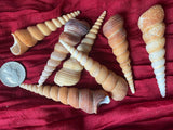Bulk Medium Turretella Sea Shells for Crafts