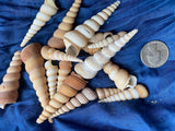 Bulk Small Turretella Sea Shells for Crafts