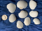 Sea Shells for craft projects Lot of 20 - Beautiful White Arc Shells