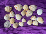 TIny Seashells for craft projects Lot of 20 - Brown and White Arc Shells