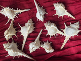 Murex Turnispina Shells for Crafts 2-4 inches each