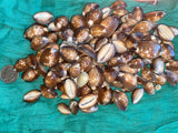 Snakehead Cowrie Sea Shells for craft projects Lot of 10