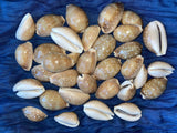 Deer Cowrie Sea Shells for craft projects Lot of 10