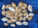 Deer Cowrie Sea Shells for craft projects Lot of 10