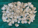 Among Pong Pearl Sea Shells for craft projects Lot of 10