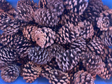 Pine Cones Natural Lot of 20/3-4 Inches each Conifer Pine Colorado Mountains