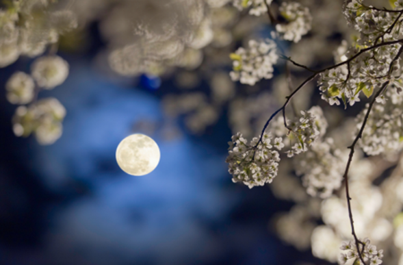 The Full Flower Moon: May 5, 2023