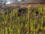 Bulk Mullein Flower Stalks Freshly Dried Harvested Organic Chose Sizes Quantity