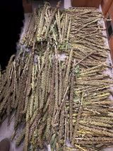 Mullein Flower Stalks Dried Freshly Harvested Organic Chose Sizes Quantity