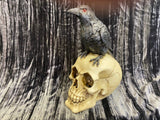 Skull w/Raven