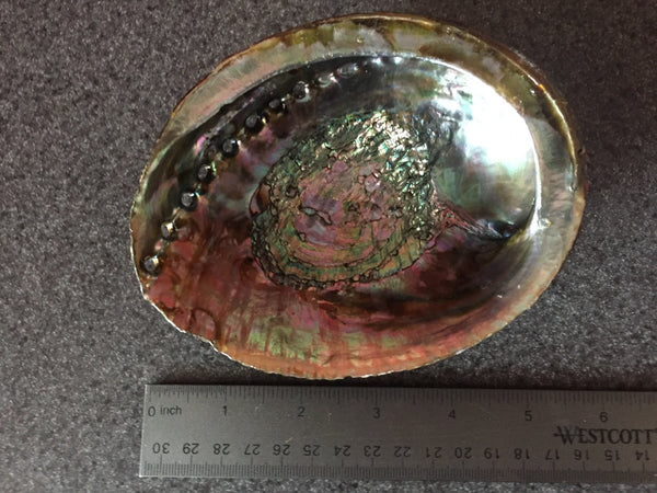 Large Abalone Shell 5-6 Inches