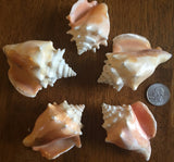 Large Haitian Fighting Conch Sea Shells - Lot of 5 Shells