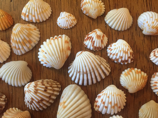 TIny Seashells for craft projects Lot of 20 - Brown and White Arc Shells