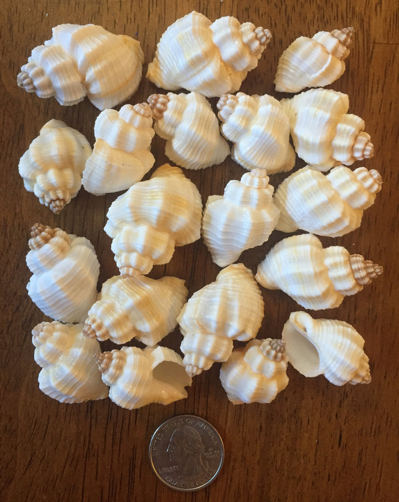 Seashells for craft projects Lot of 20 - Beautiful Cancellaria Shells