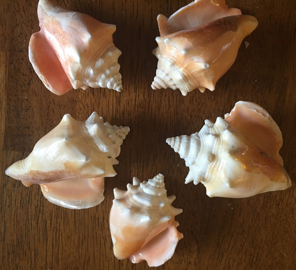 Large Haitian Fighting Conch Sea Shells - Lot of 5 Shells