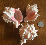 Large Pink Murex Sea Shells- Lot of 3 Shells