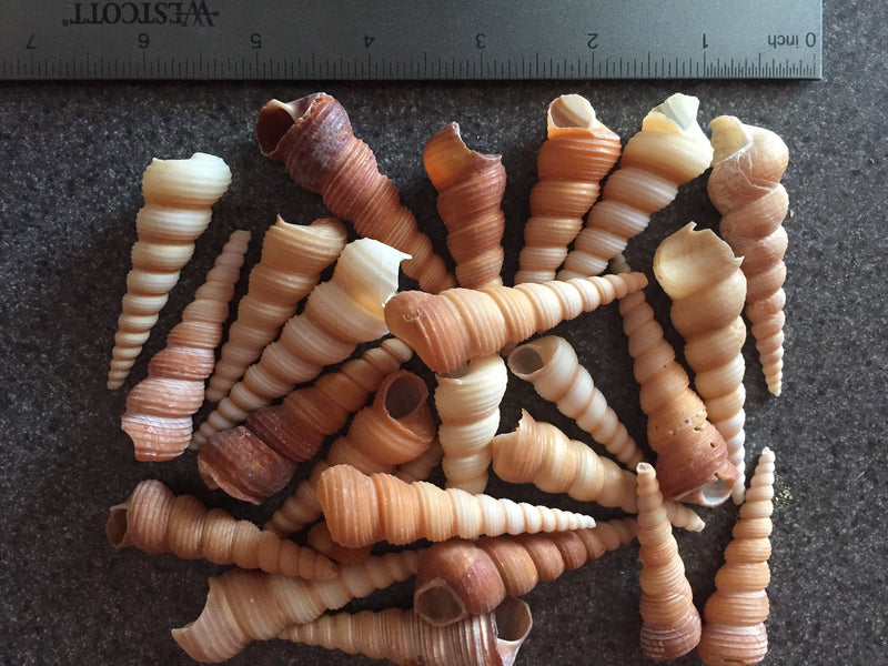 Bulk Medium Turretella Sea Shells for Crafts